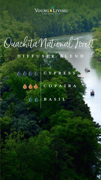 Ouachita national forest diffsuer blend 