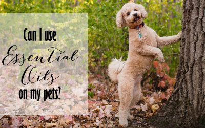 Essential Oils for Pets