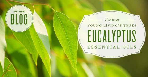 How to use Eucalyptus essential oils