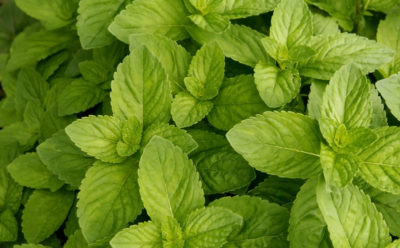 6 straight up clever ways to use Spearmint essential oil