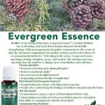evergreen essence