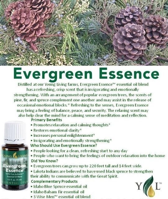 Evergreen Essence!!