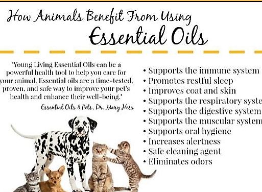 Yes! Essential Oils for Your Pets!