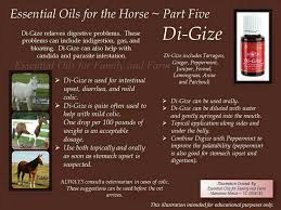 digize for the horse