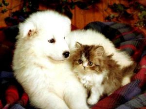 puppy_and_kitten