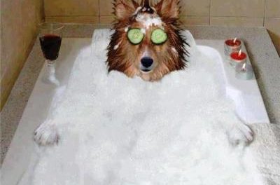This dog knows how to take a bath!!