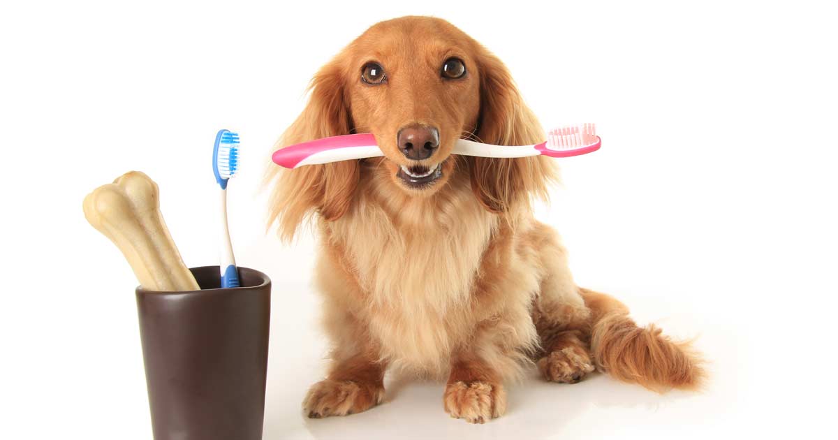 Kat’s Simple 3 ingredient Doggie Toothpaste