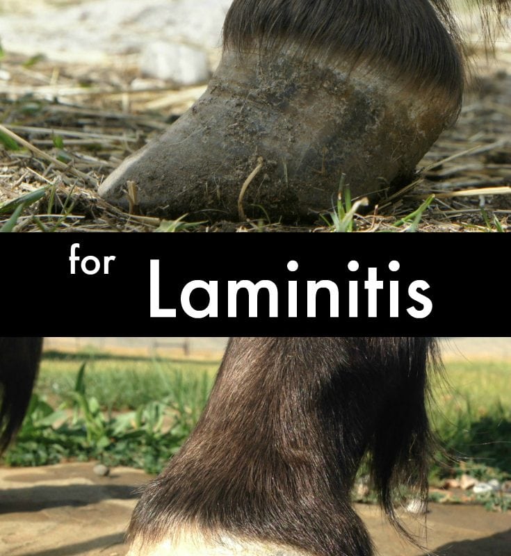 Top oils to help heal your best friends Laminitis