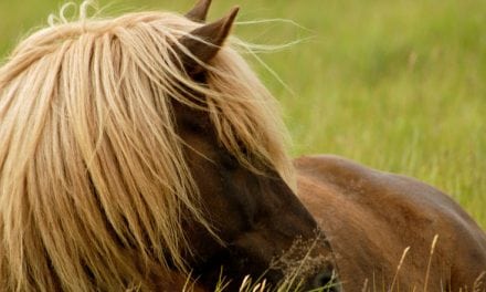 Stop! Read before you turn your horse out to pasture this spring!