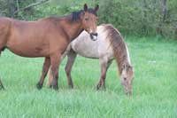 Using essential oils with foals