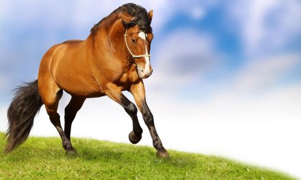 Supporting your horses nervous system!