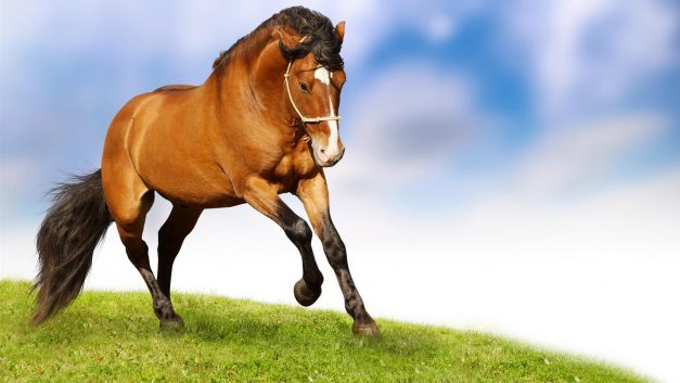 Supporting your horses nervous system!