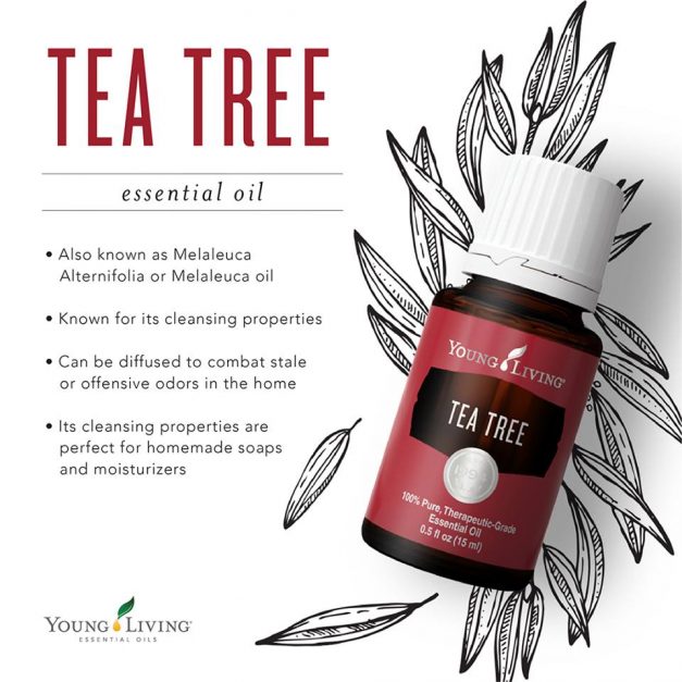 Tea Tree!  A must have for your horses first aid kit!