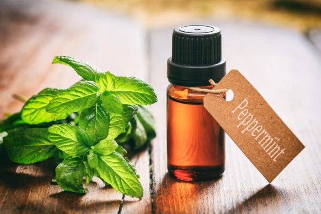 Peppermint has been used for 1000’s of years of natural healing!  What we can learn from ancient times now!