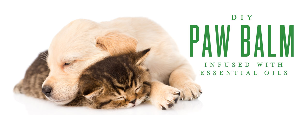 DIY Paw Balm infused with Essential Oils