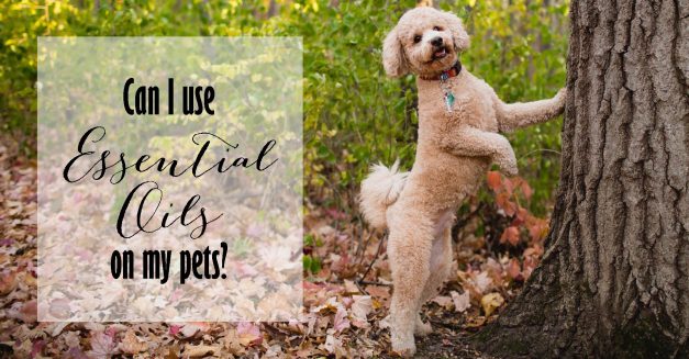 Essential Oils for Pets