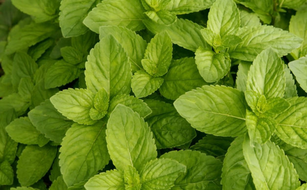 6 straight up clever ways to use Spearmint essential oil