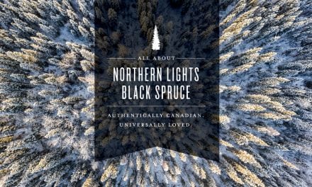 All About Northern Lights Black Spruce