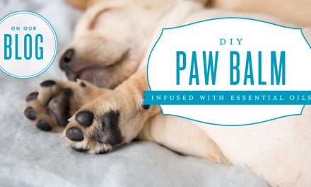 DIY Paw Balm