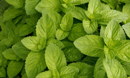6 straight up clever ways to use Spearmint essential oil