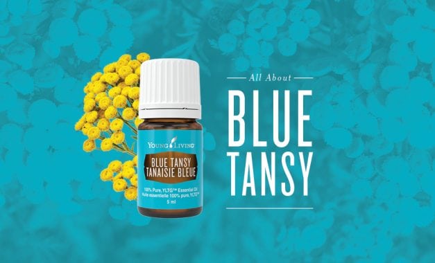 All About Blue Tansy