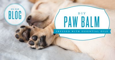 DIY Paw Balm