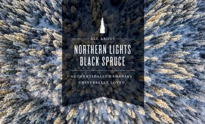 All About Northern Lights Black Spruce